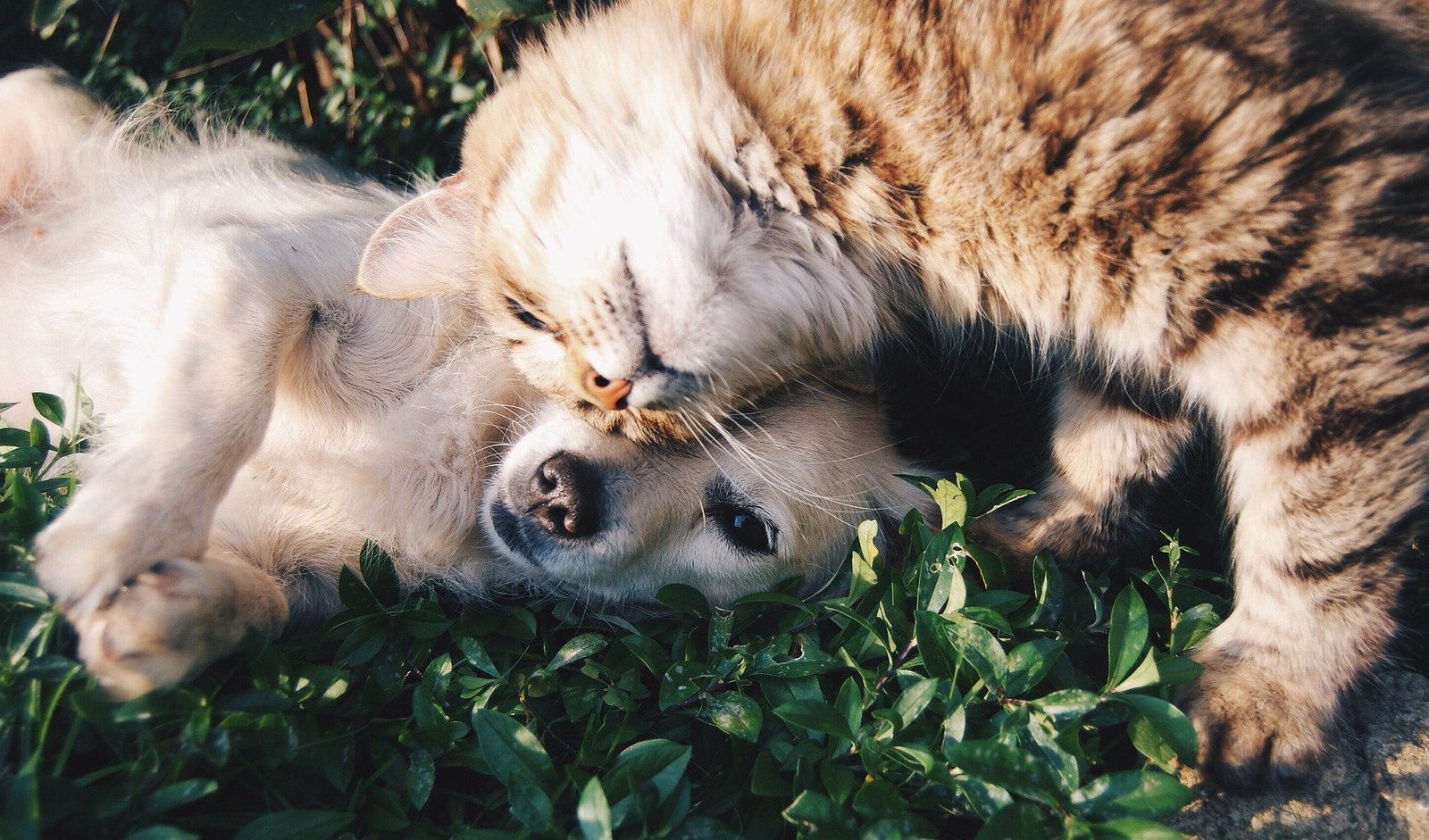 lei de proteção contra maus tratos a gatos e cachorros