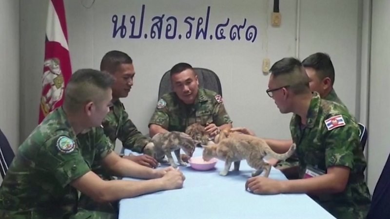 Quatro gatos são resgatados por marinha tailandesa. (Foto: Reuters)