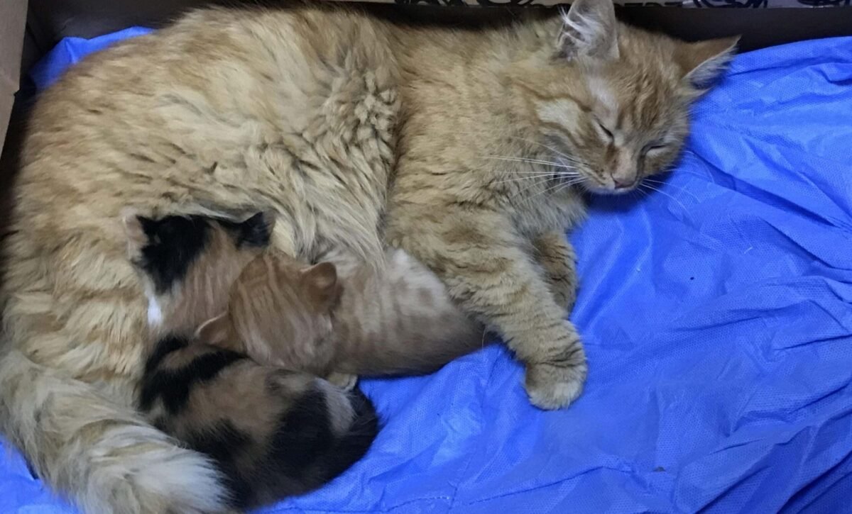Gatinha amamenta seus três filhotes após assistência médica