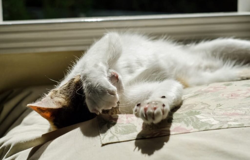 gatos no calor