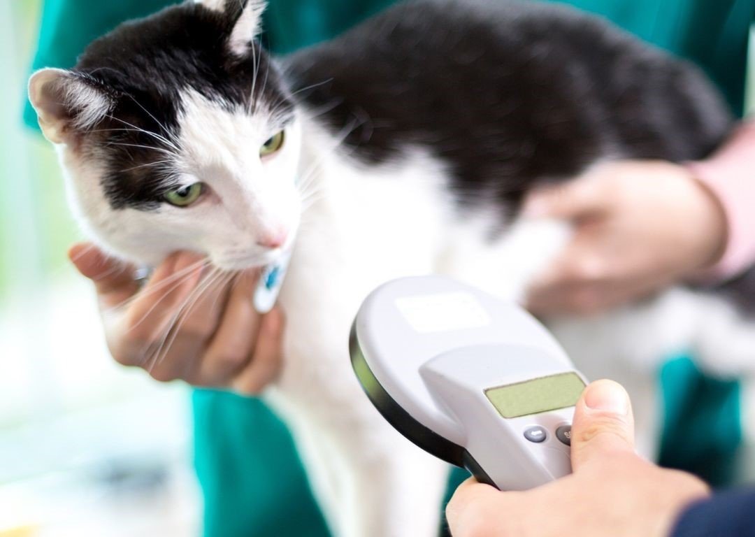 PL prevê implantação de microchip em gatos no Reino Unido.
