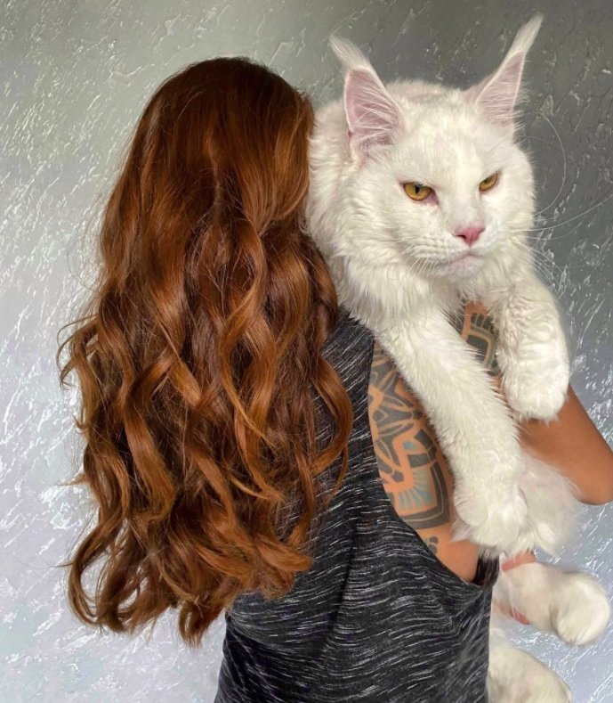 Yulia exibe Kefir, seu gatinho gigante. 