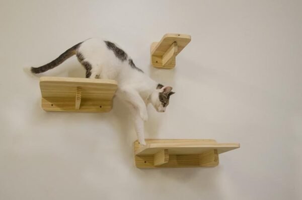 Kit Gato Comportado Natural - Imagem 4