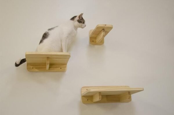 Kit Gato Comportado Natural - Imagem 2
