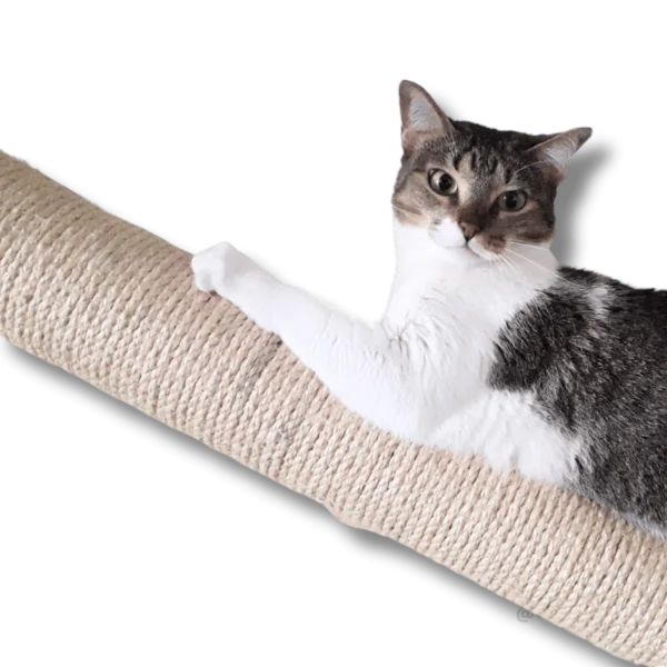 Gato descansando em um arranhador em formato de tubo.